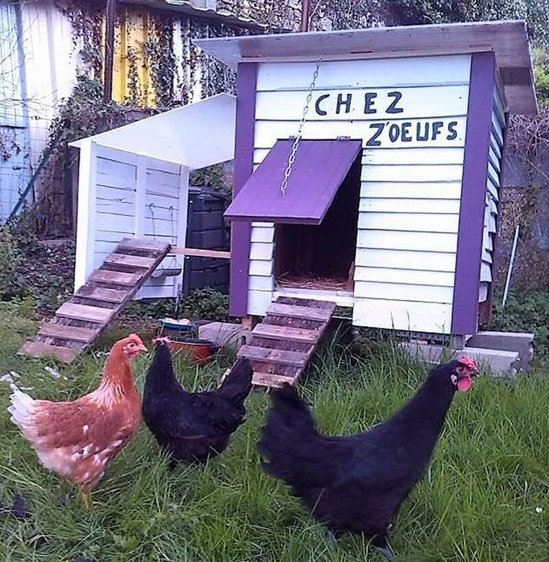 wood pallet chicken coop